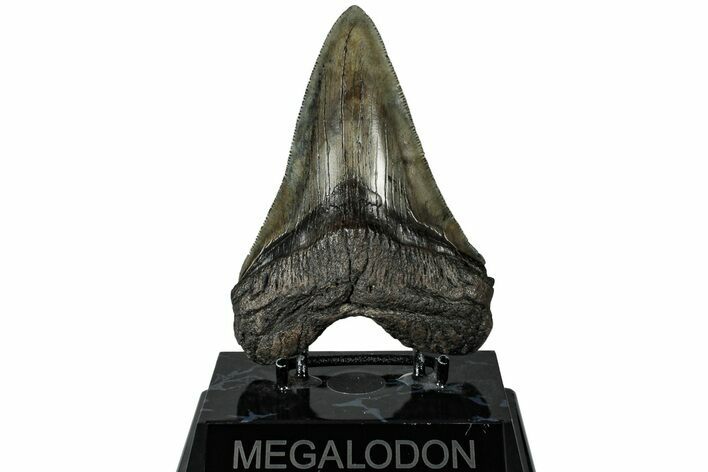 Serrated, Fossil Megalodon Tooth - South Carolina #310398